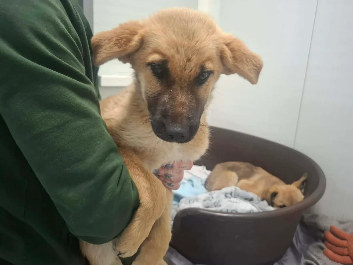 Sari, female puppy mixed breed for adoption at Schronisko Na Paluchu, Warsaw
