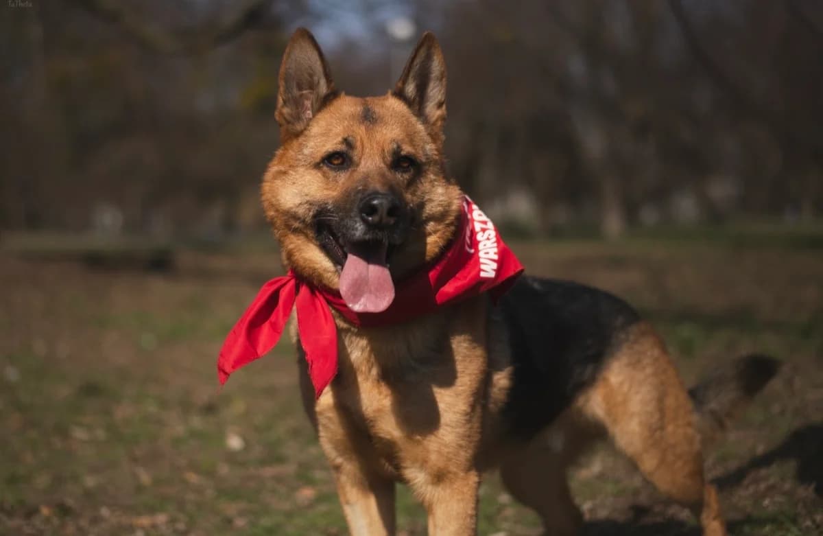 Mozart, male young German Shepherd for adoption at Schronisko Na Paluchu, Warsaw