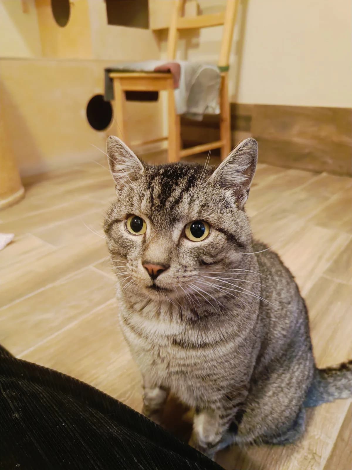 Kocurro,  (Schronisko Na Paluchu)