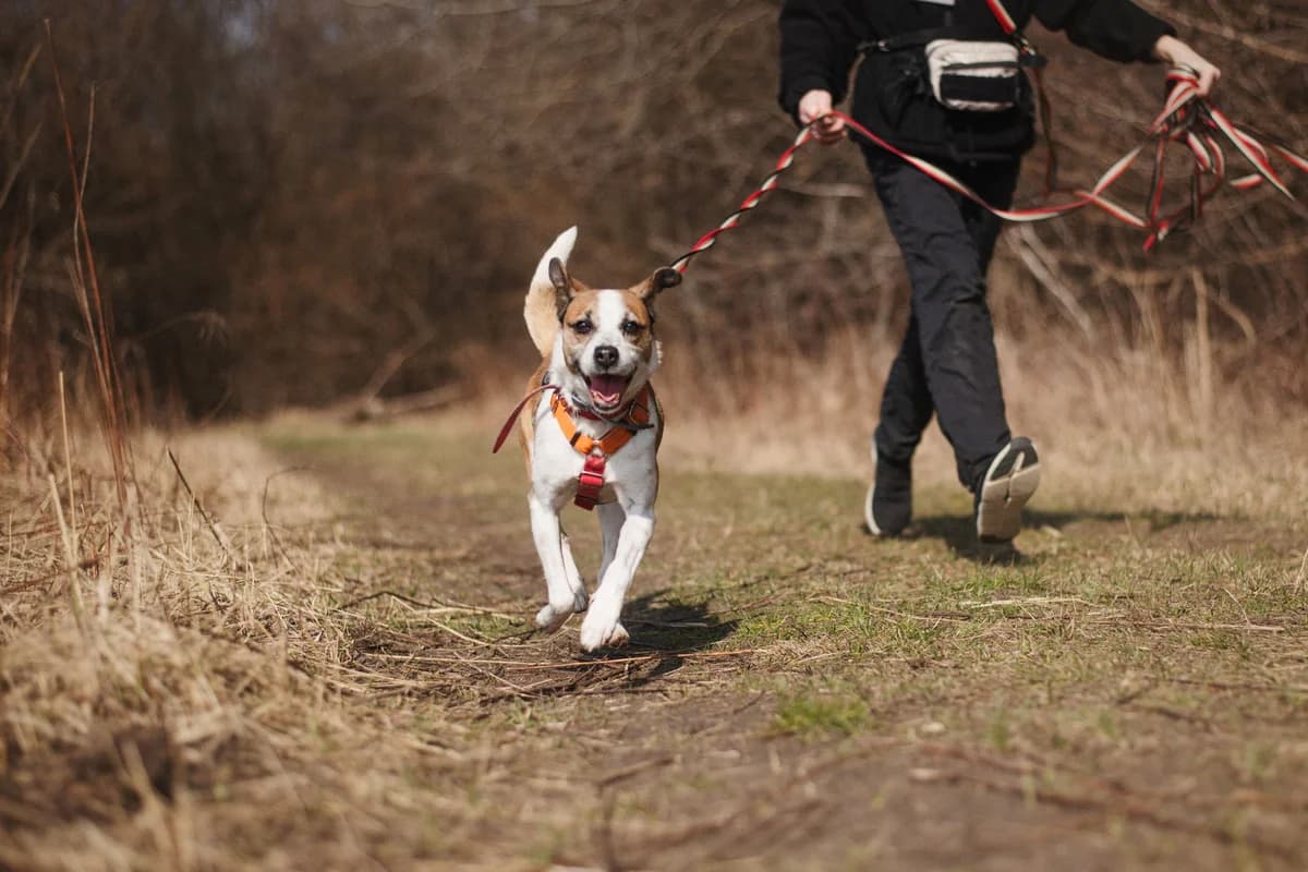 Sushi, female senior Jack Russell Terrier for adoption at Schronisko Na Paluchu, Warsaw