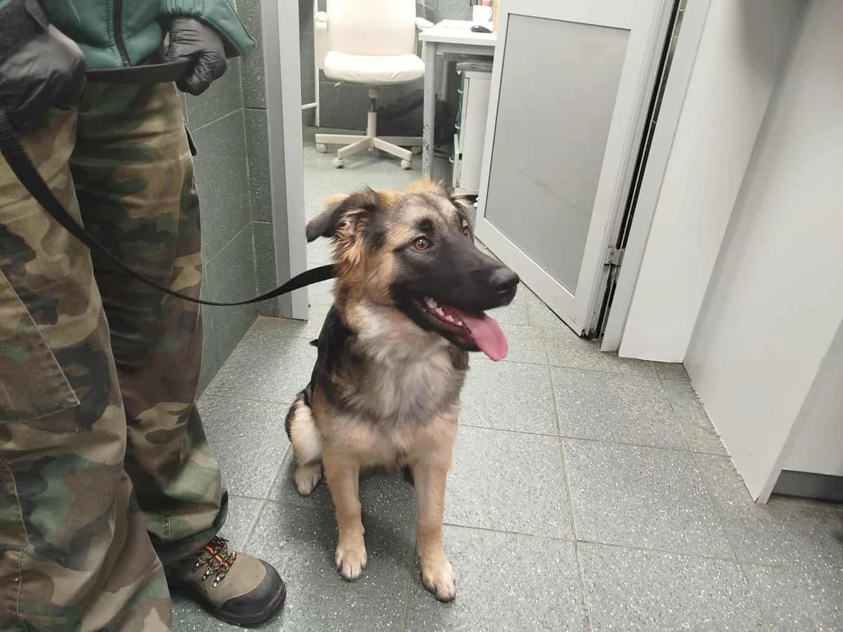 Zuri, female young German Shepherd for adoption at Schronisko Na Paluchu, Warsaw