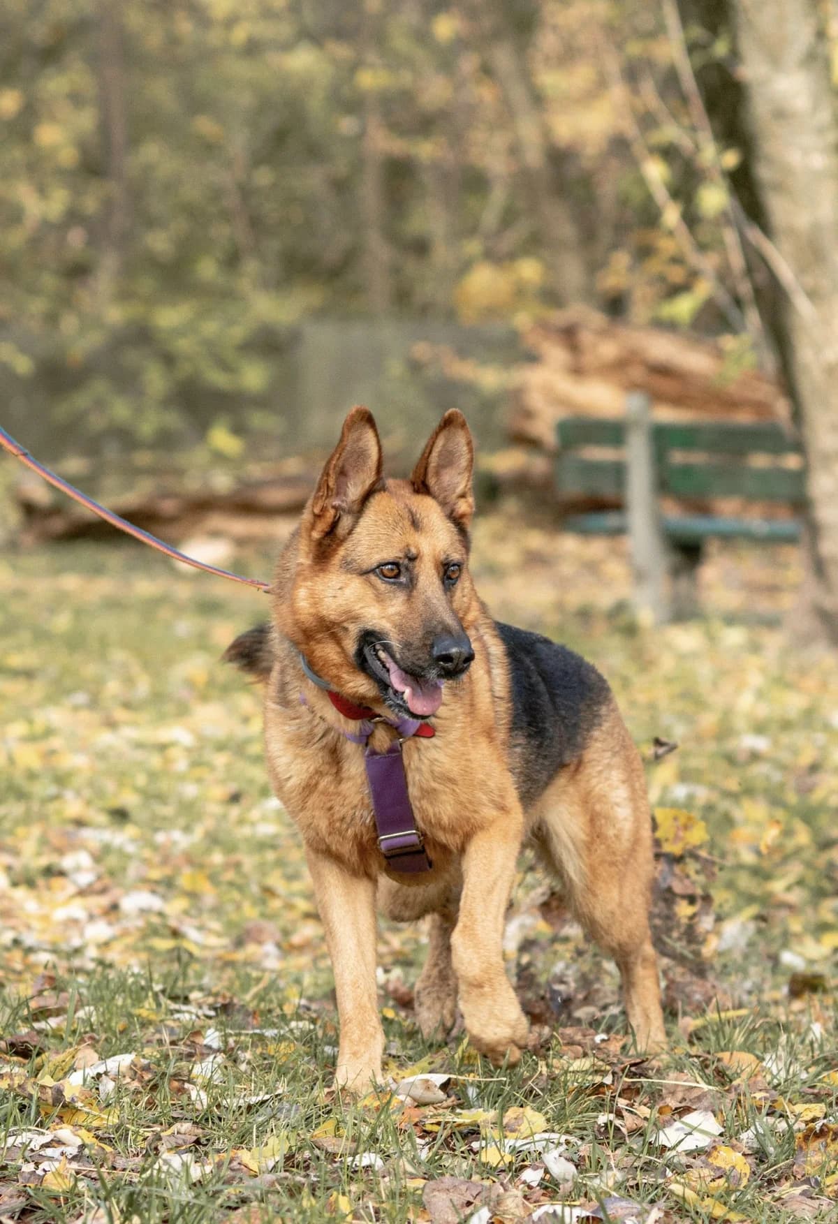 Juko,  (Schronisko Na Paluchu)