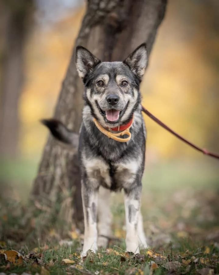 Floy,  (Schronisko Na Paluchu)