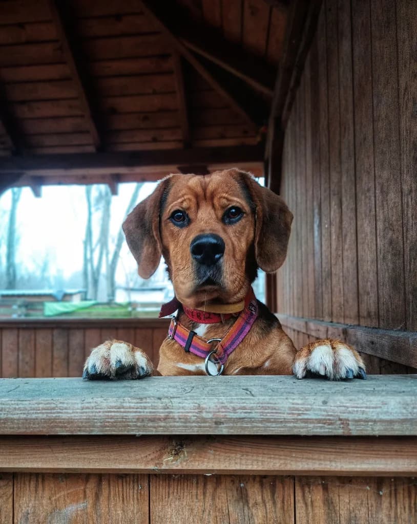 Ziggy,  (Schronisko Na Paluchu)