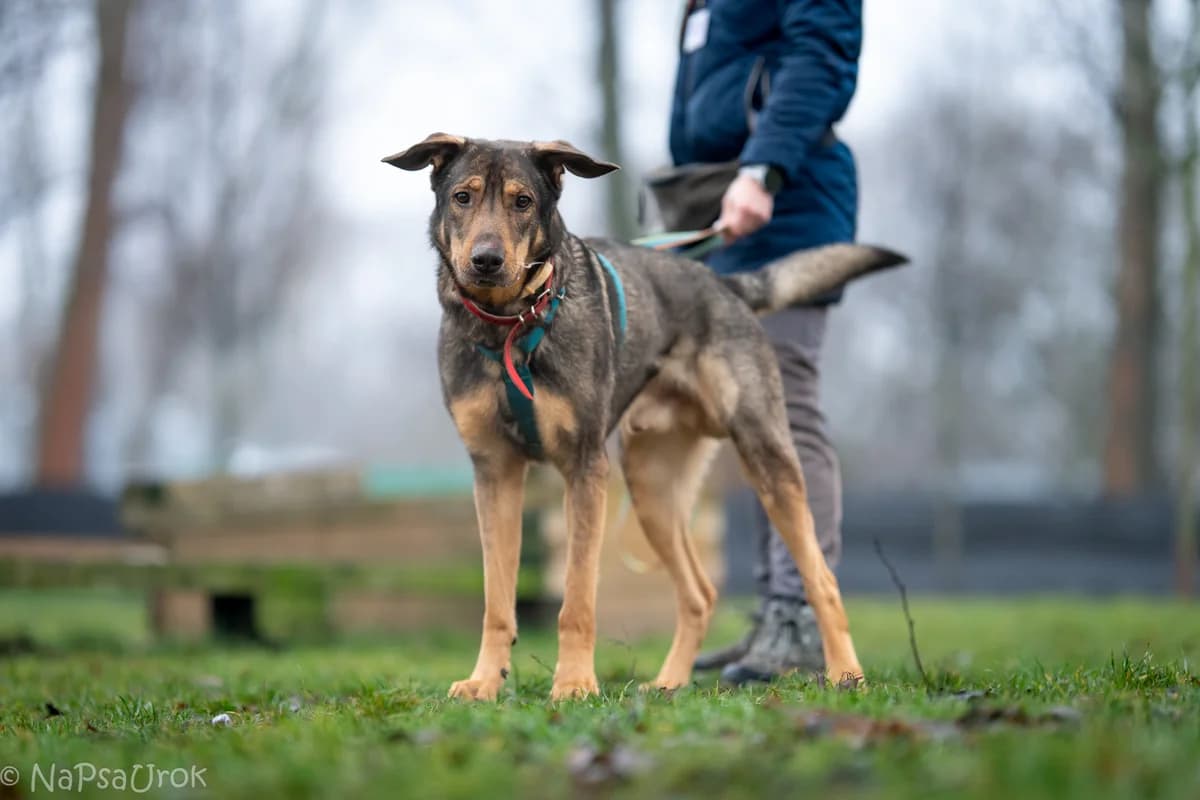 Pluto,  (Schronisko Na Paluchu)