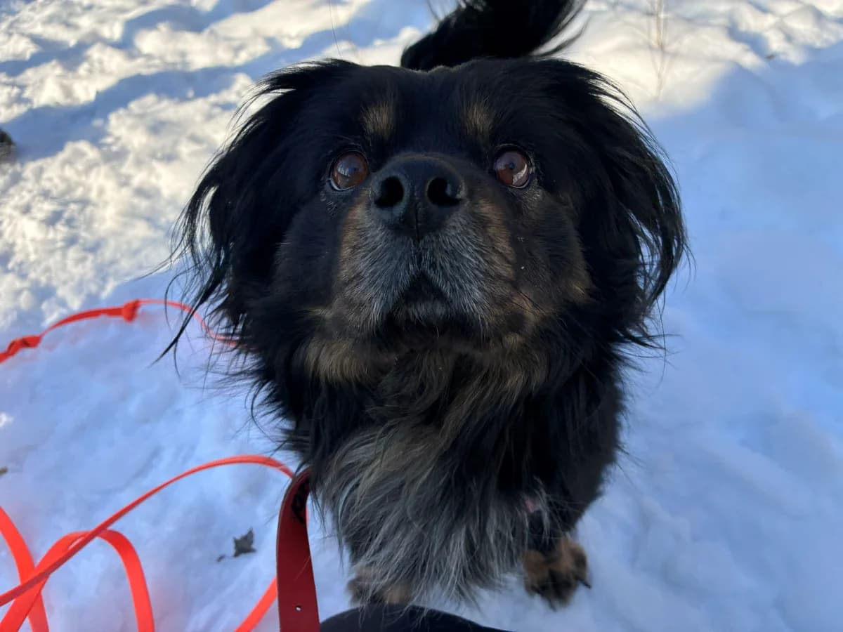 Tofik,  (Schronisko Na Paluchu)