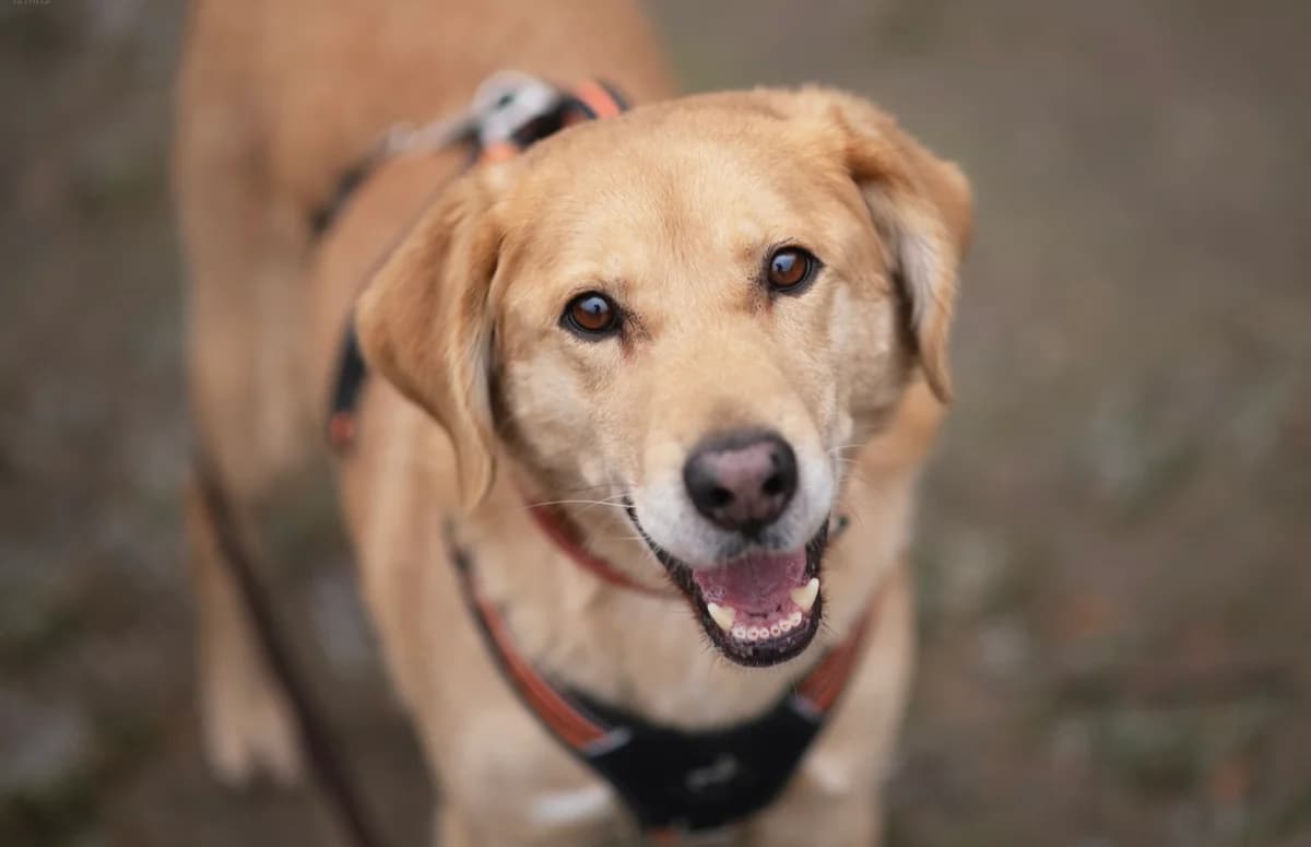 Marley,  (Schronisko Na Paluchu)