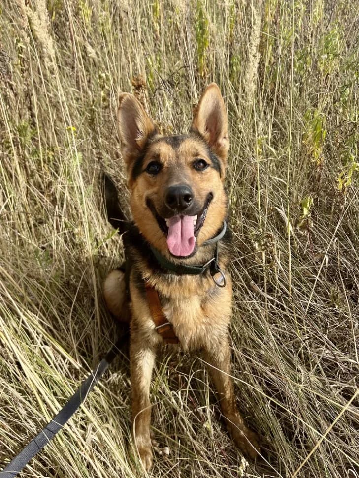Fabio,  (Schronisko Na Paluchu)