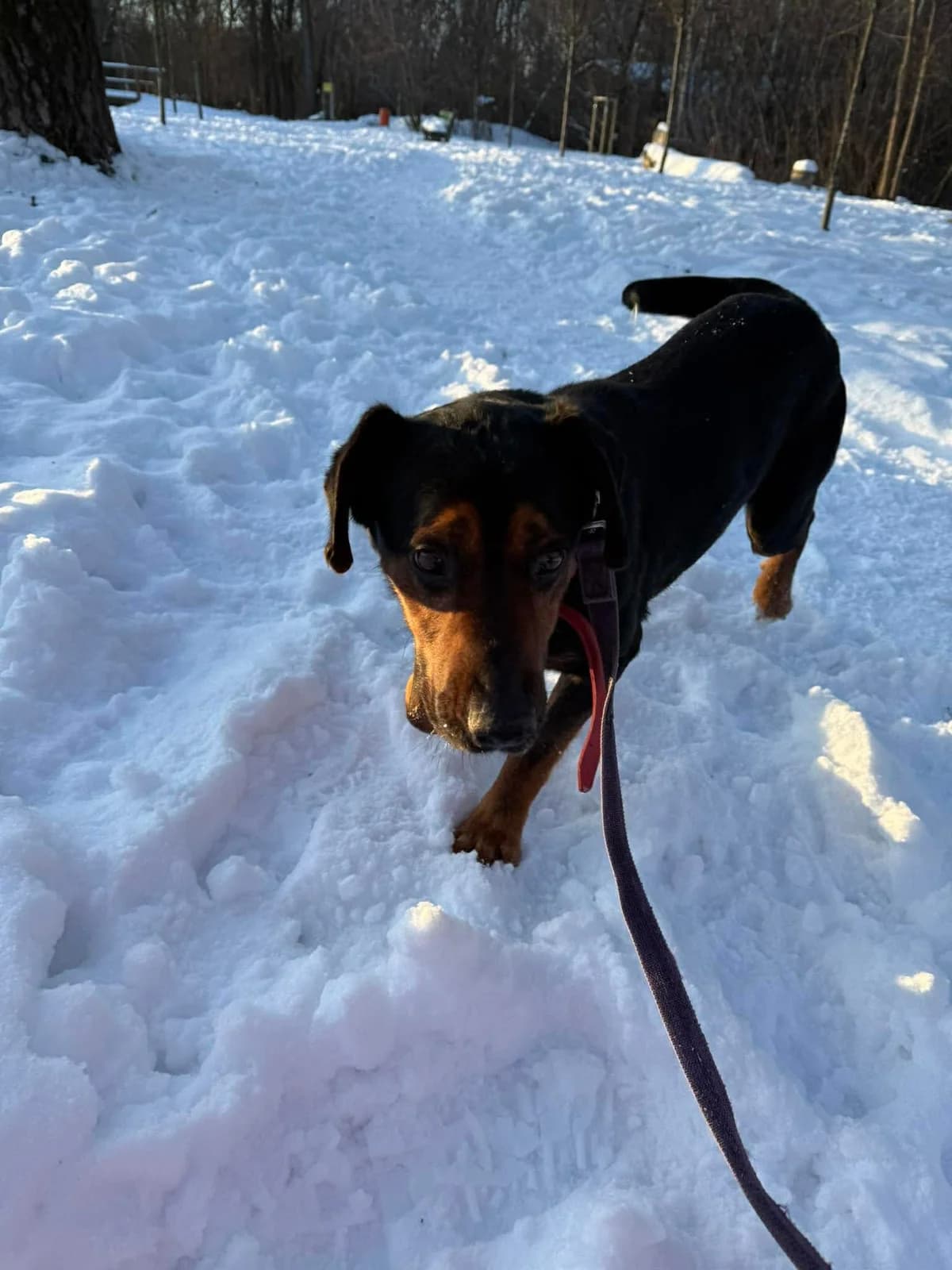 Chester,  (Schronisko Na Paluchu)