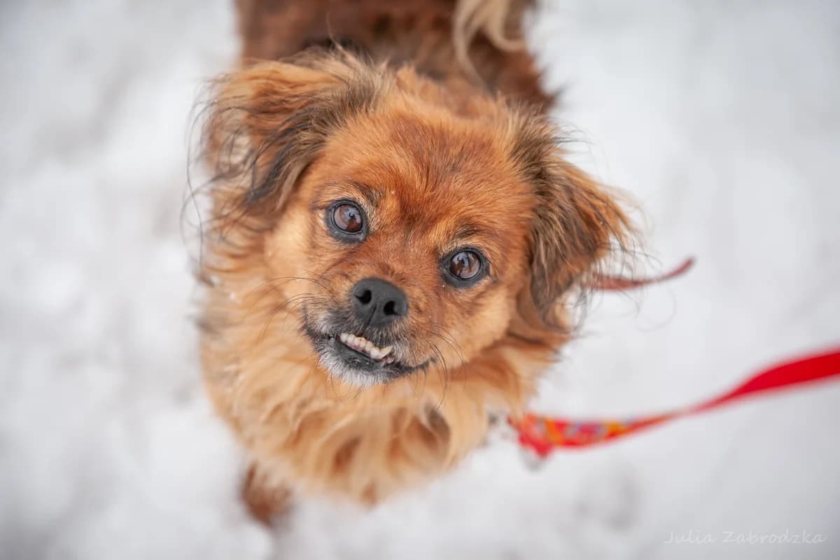 Maja, female mixed breed for adoption at Schronisko Na Paluchu, Warsaw