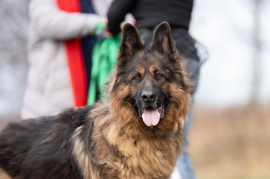Borys,  (Schronisko Na Paluchu)