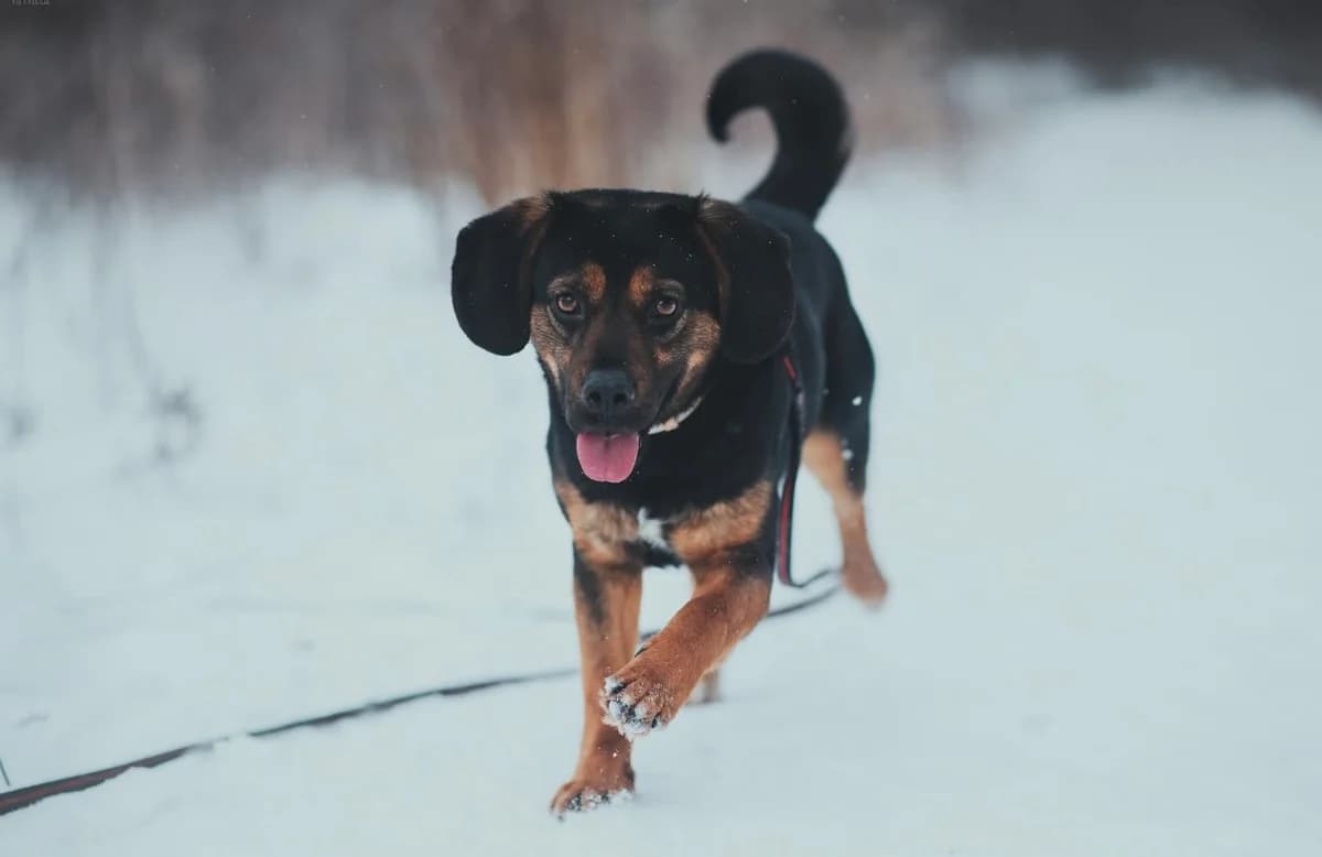 Kavi,  (Schronisko Na Paluchu)