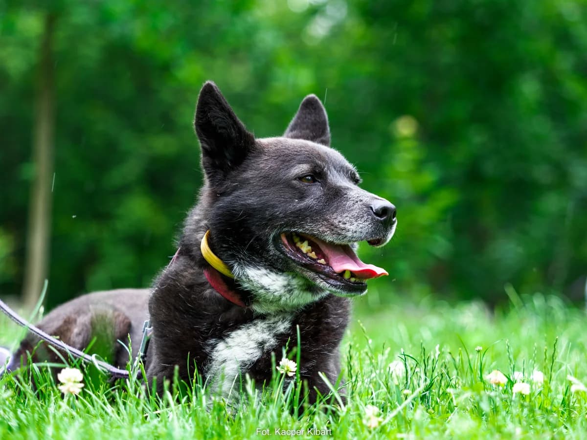 Inu,  (Schronisko Na Paluchu)
