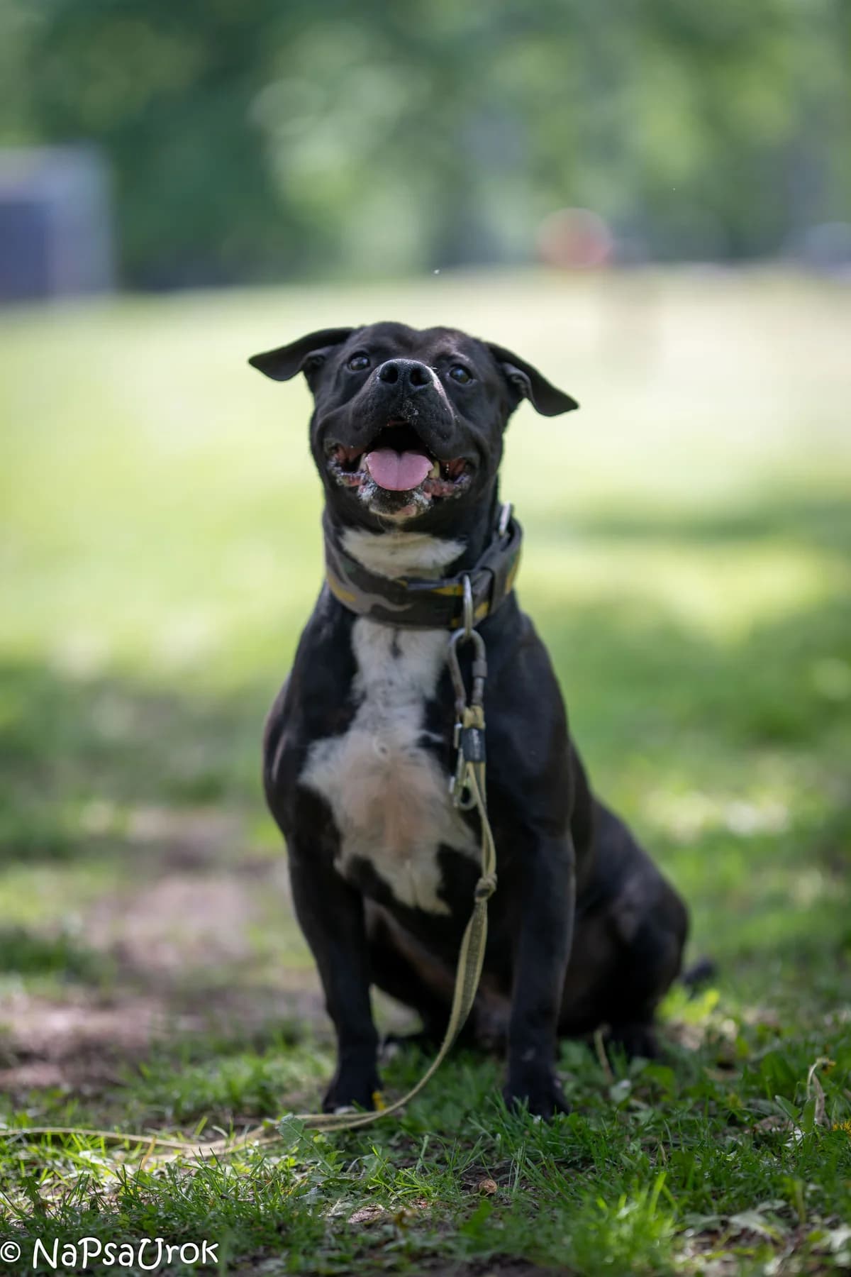 Pablo,  (Schronisko Na Paluchu)