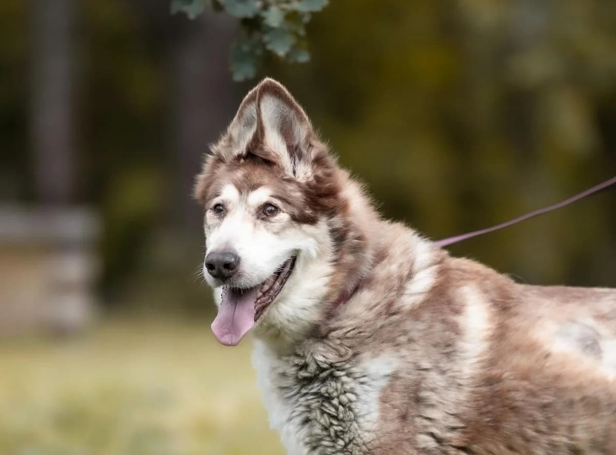 Arczi, Husky (Schronisko Na Paluchu)