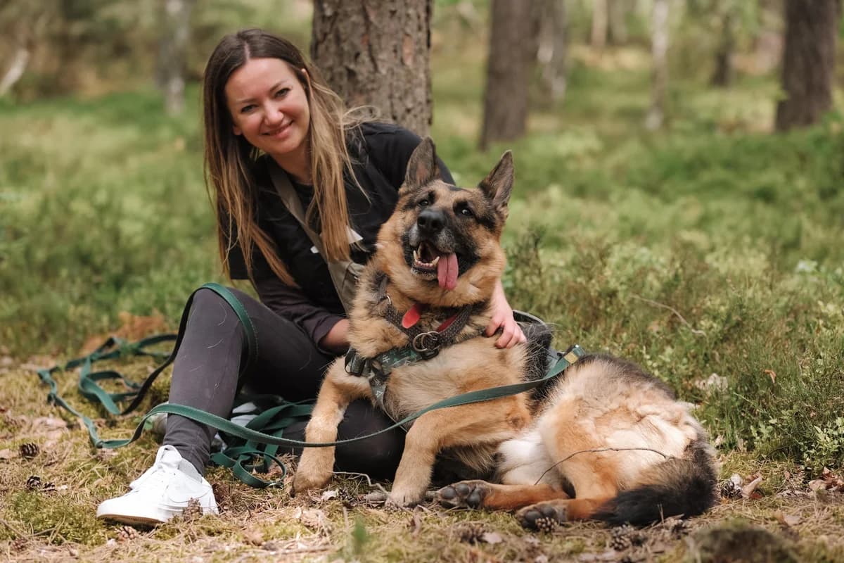 Apache, male senior German Shepherd for adoption at Schronisko Na Paluchu, Warsaw