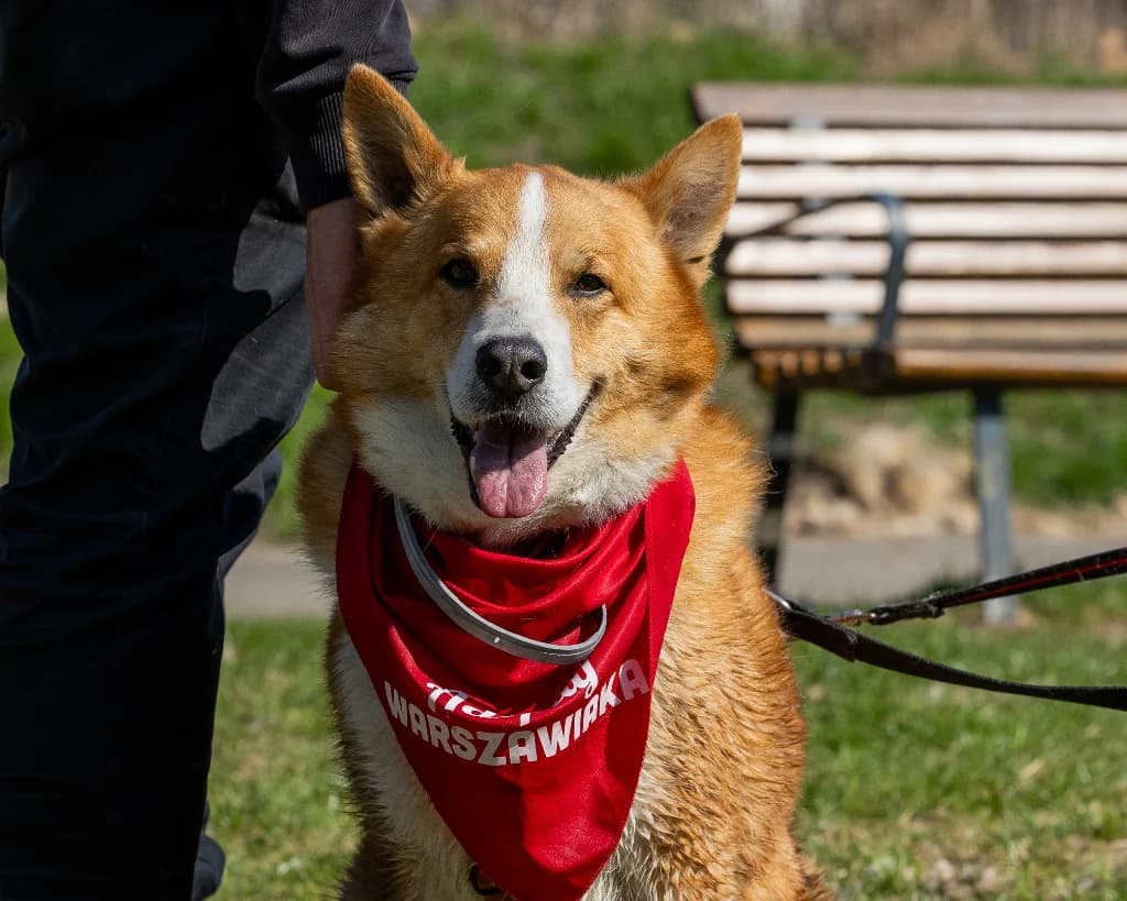 Junior,  (Schronisko Na Paluchu)