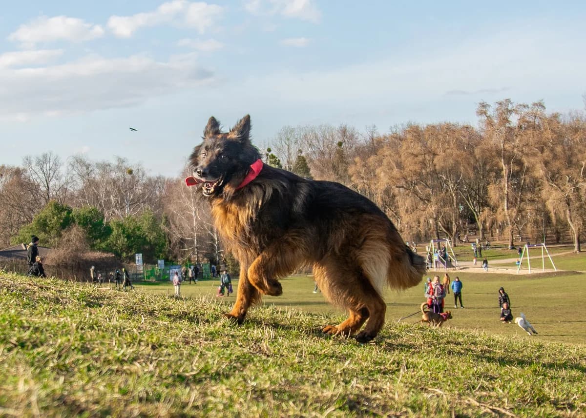 Charlie,  (Schronisko Na Paluchu)
