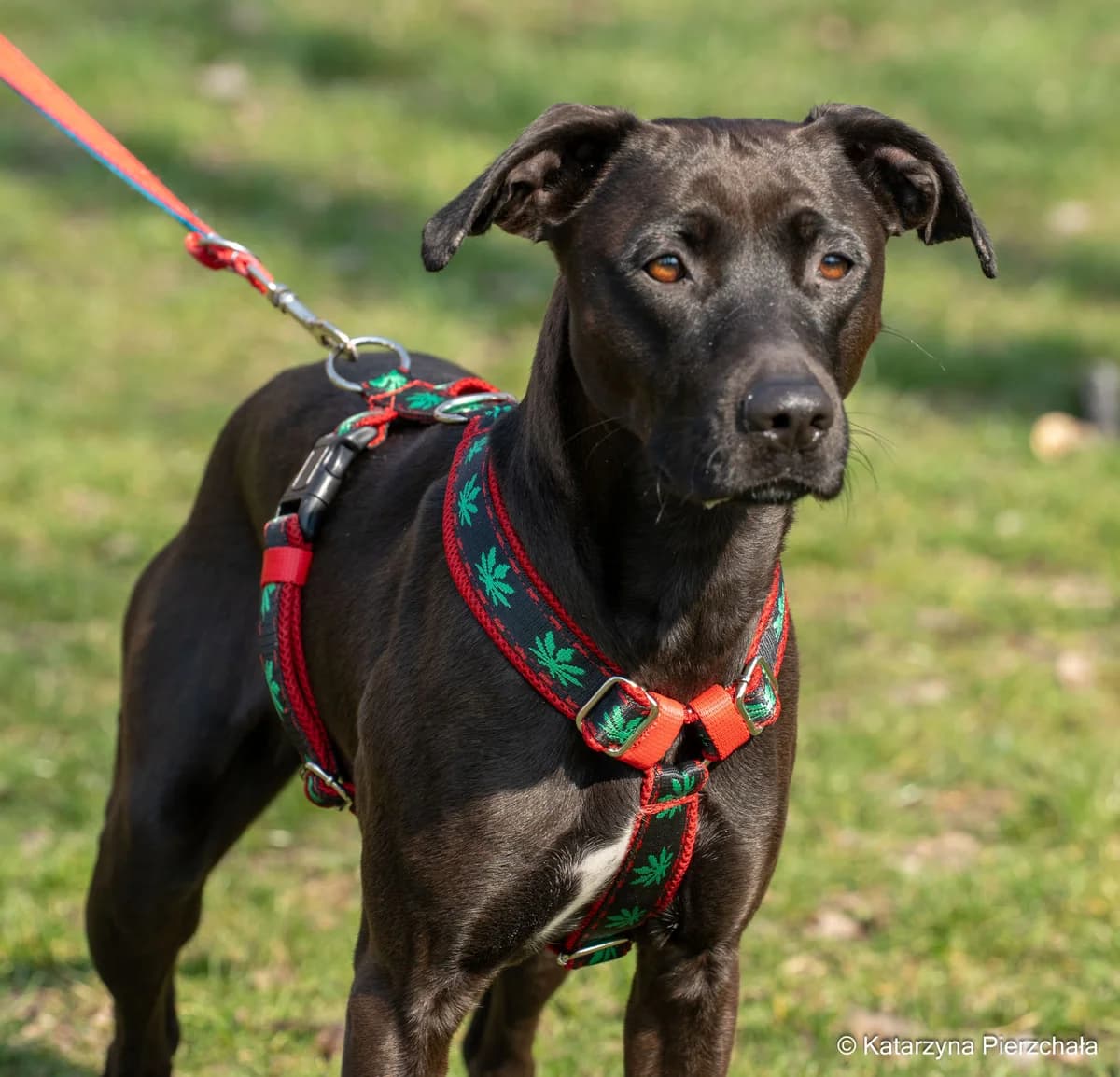 Joy, female 4yo mixed breed for adoption at Schronisko Na Paluchu, Warsaw