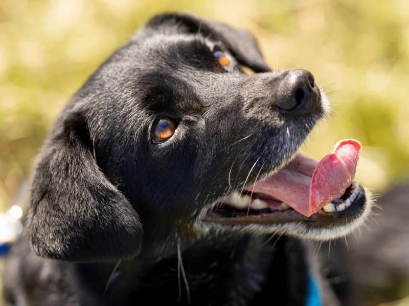 Muni,  Mixed Breed for adoption at description