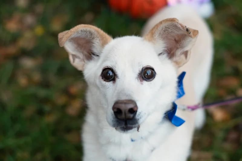 Muki,  Mixed Breed for adoption at description