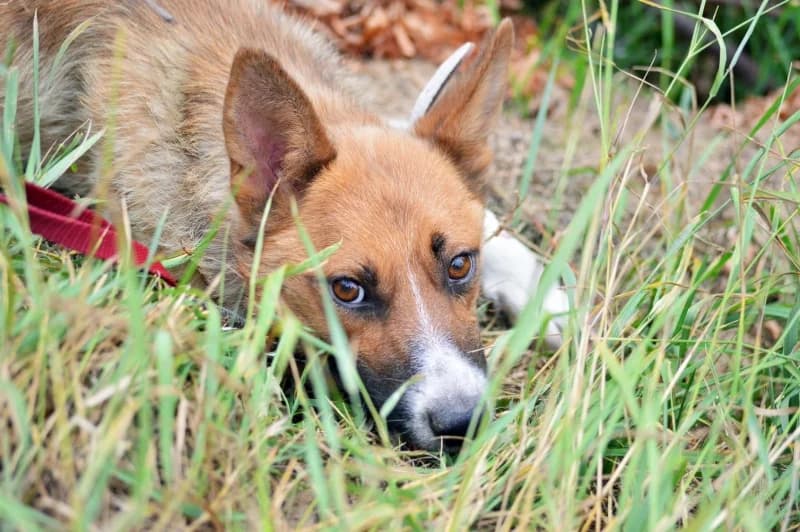 Wilma,  Mixed Breed for adoption at description