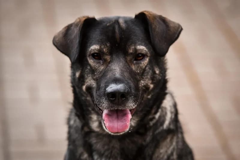 Hołek,  Mixed Breed for adoption at description