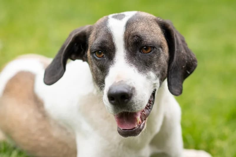 Carlo,  Mixed Breed for adoption at description
