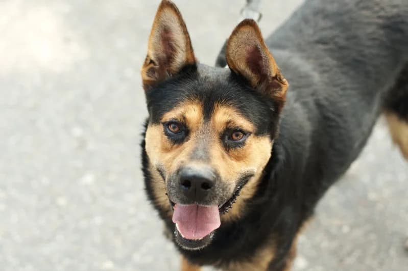 Evan,  Mixed Breed for adoption at description