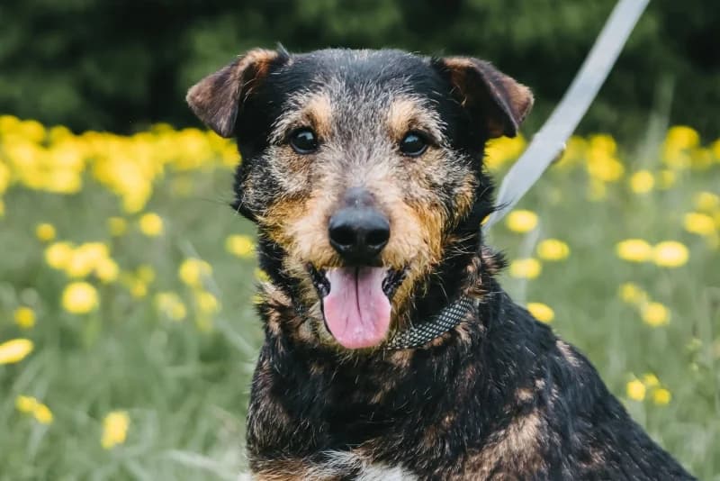 Lengor,  Mixed Breed for adoption at description