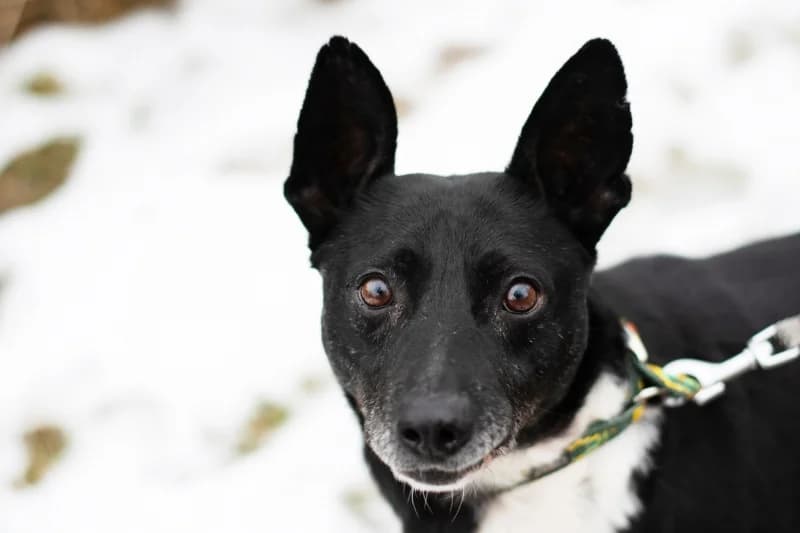 Yakido,  Mixed Breed for adoption at description