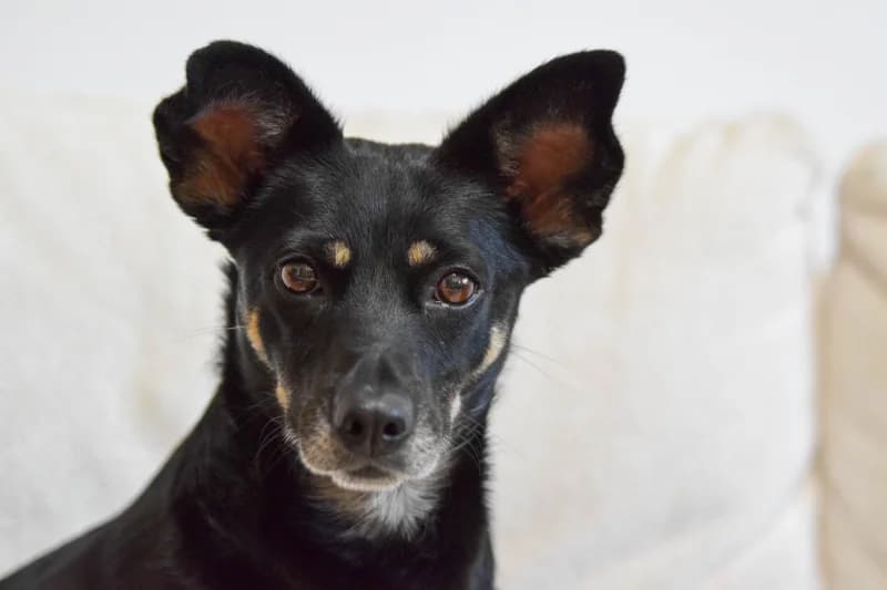 Jory,  Mixed Breed for adoption at description