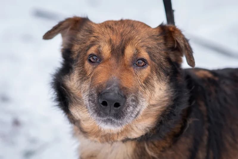 Galant,  Mixed Breed for adoption at description
