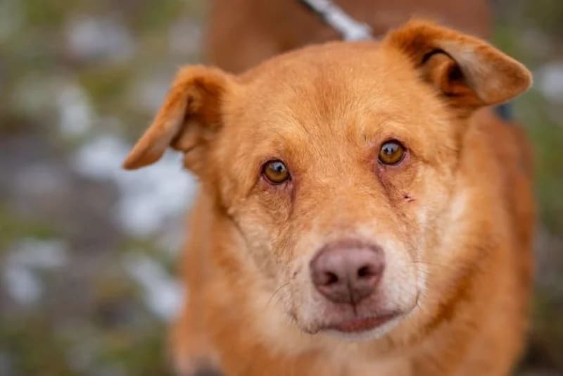 Dorkin,  Mixed Breed for adoption at description