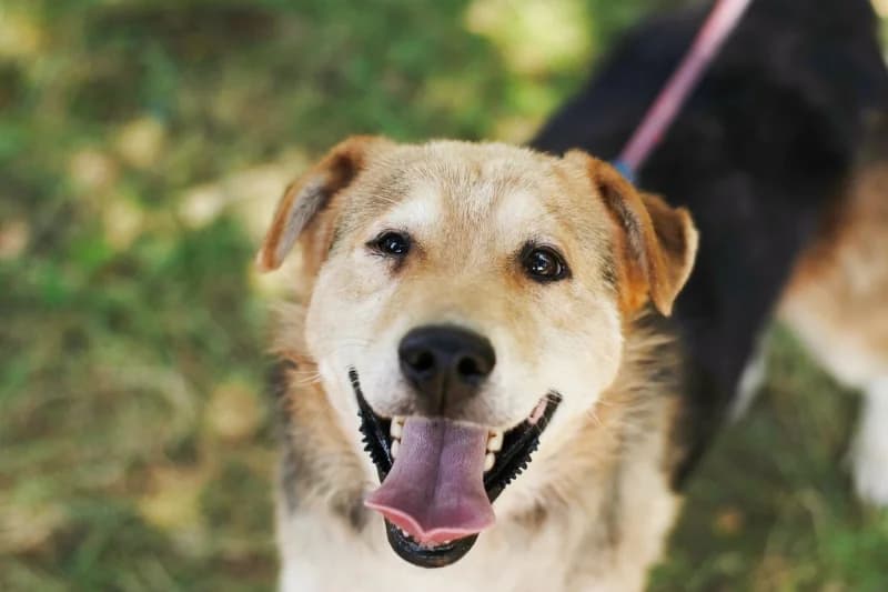 Deacon,  Mixed Breed for adoption at description