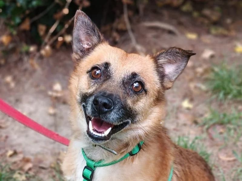 Ulvar,  Mixed Breed for adoption at description
