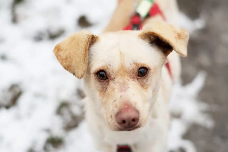 Biagi,  Mixed Breed for adoption at description