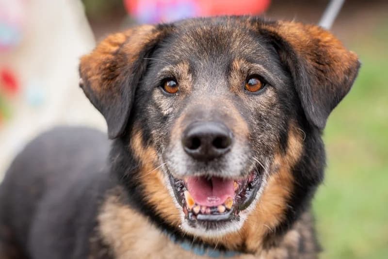 Botan,  Mixed Breed for adoption at description