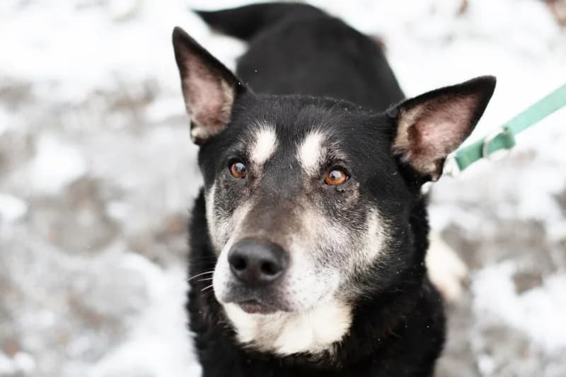 Laysan,  Mixed Breed for adoption at description
