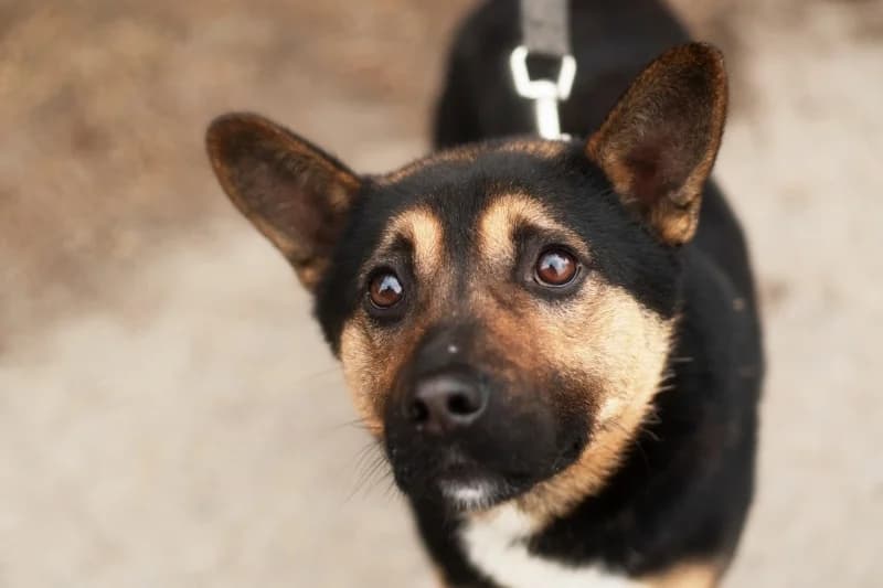 Arlo,  Mixed Breed for adoption at description