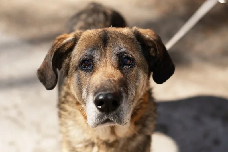 Indira,  Mixed Breed for adoption at description