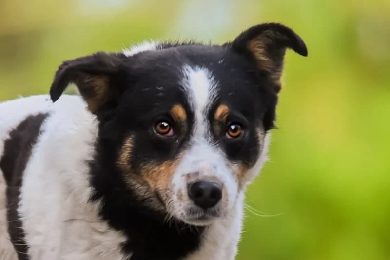 Amparo,  Mixed Breed for adoption at description