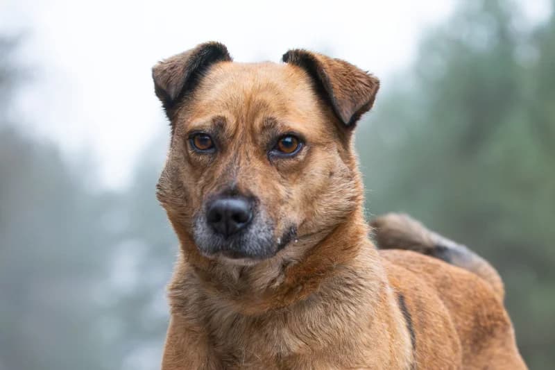 Sanela,  Mixed Breed for adoption at description