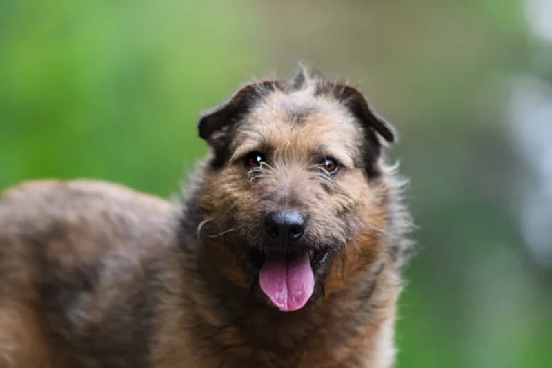 Marakesh,  Mixed Breed for adoption at description