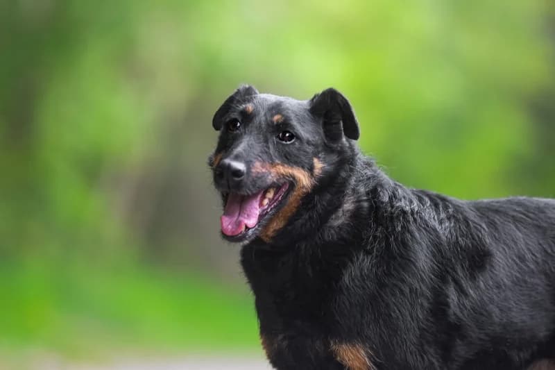 Omega,  Mixed Breed for adoption at description