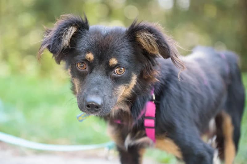 Shein,  Mixed Breed for adoption at description