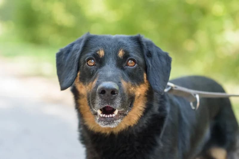 Madox,  Mixed Breed for adoption at description