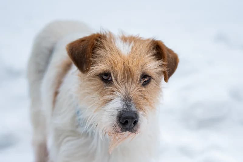 Arnesa, Mixed Breed for adoption at description