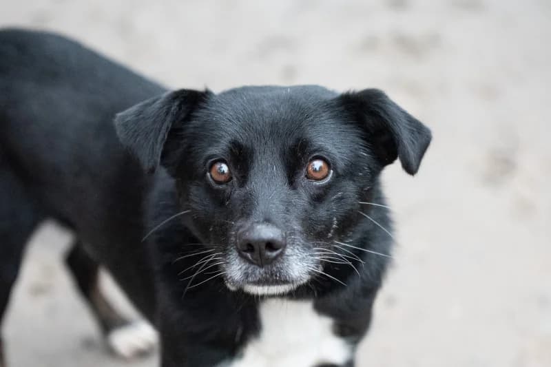 Uplov, Mixed Breed for adoption at description