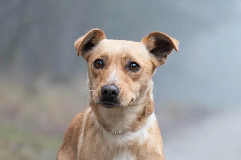 Naja, Mixed Breed for adoption at description